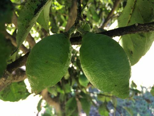 Los Pinos De Quilvo