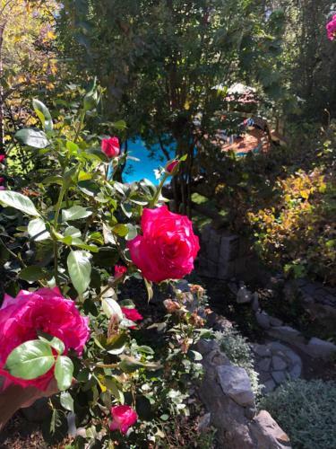 Casa de Monta�a Inmersa En Bosque Nativo