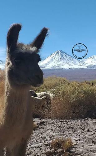 Hostal Atacama Checar