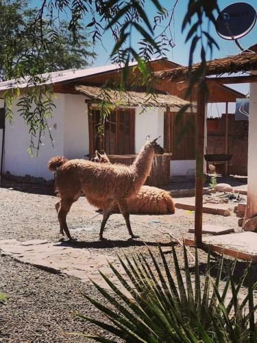 Caba�as, Voyage Atacama