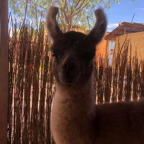 Caba�as, Voyage Atacama