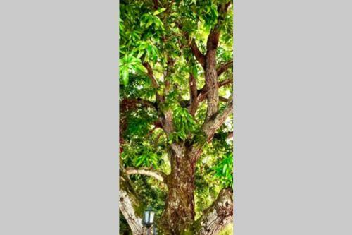 All Villa Campestre - Honda, Tolima