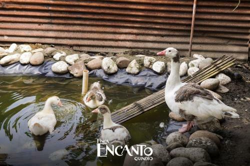 Finca Hotel Encanto Quindio
