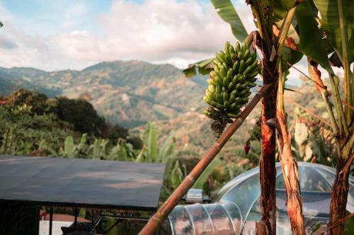 Cham� Glamping