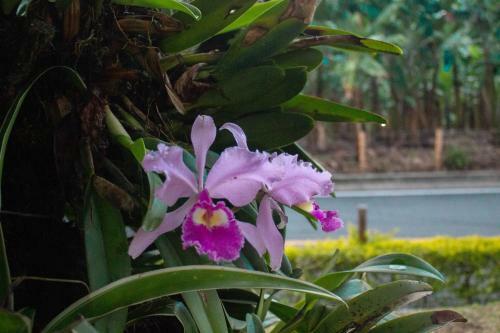 Hotel M�shoteles Finca La Dorada