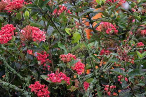 Hotel M�shoteles Finca La Dorada