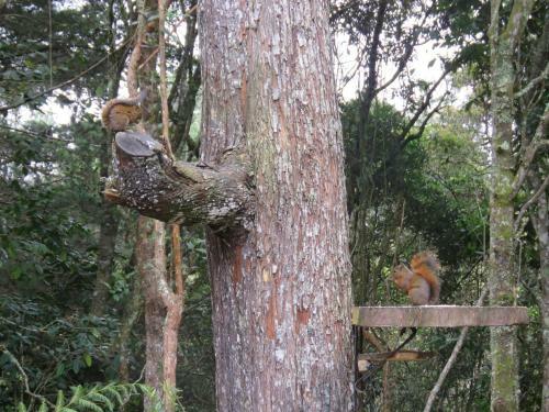 Hostal Refugio En El Bosque