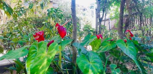 Hostal Green Garden Rest