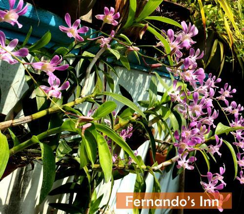 Hostal Fernando's Inn