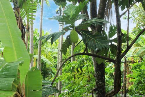 Hostal Nature Night Homestay