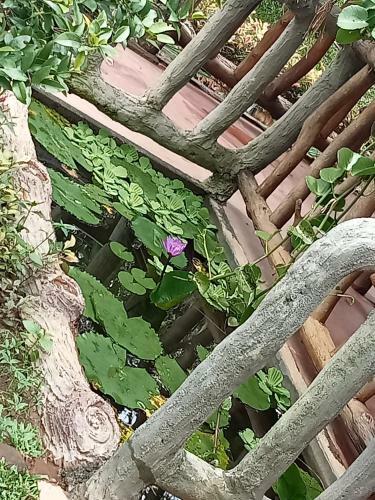 Hostal Sigiriya Nature View Home Stay