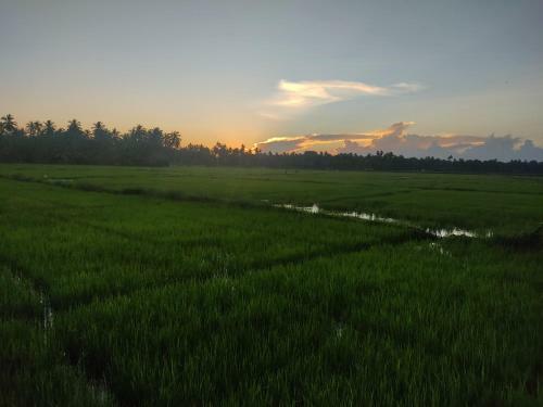 Hotel Village Mango Resort Yala