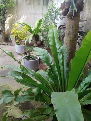 Bed & Breakfast Yala Safari Information Hotel