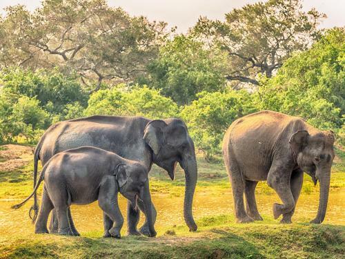 Hostal Domain Elephant Bungalow