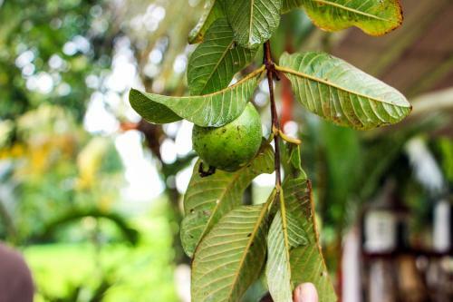 Nature Nest Home Stay