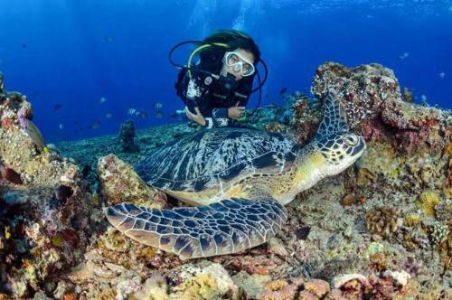Hotel Apo Diver Beach Resort