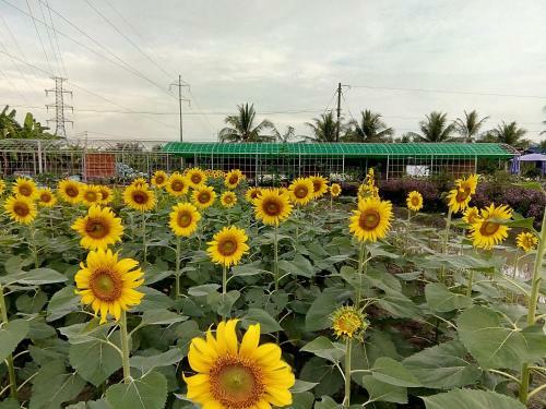 Thach Thao Homestay