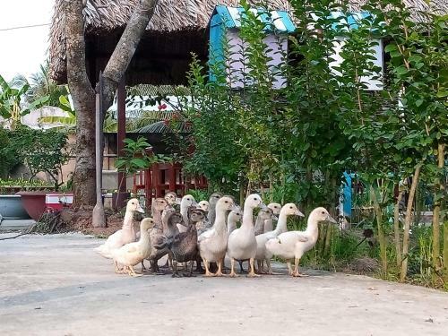 Thach Thao Homestay