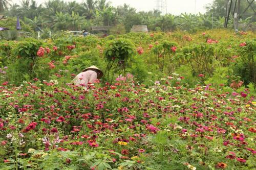 Thach Thao Homestay