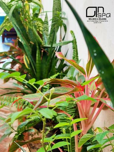 An Homestay & Spa