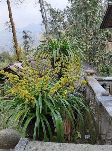 Mama Gia Homestay
