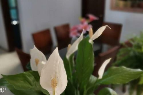 Apartamento Casa Gardenia Cerca Del Centro