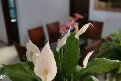 Apartamento Casa Gardenia Cerca Del Centro