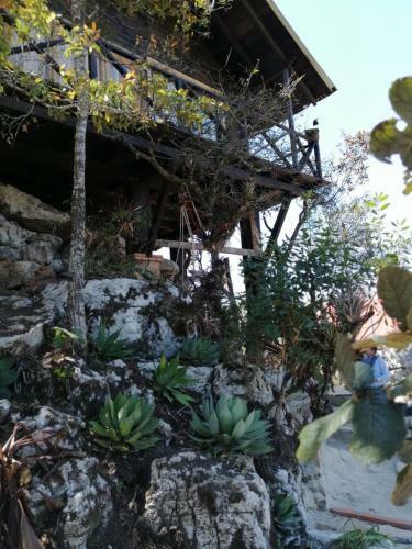 Caba�a Selva Chiapas