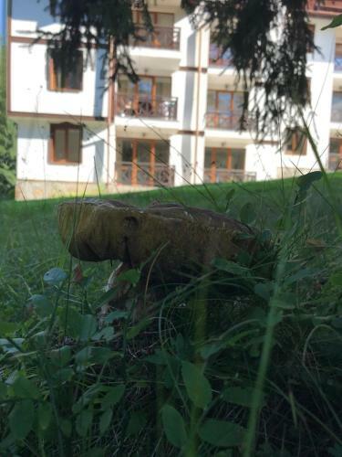 Family Apartment "cosy Nature"