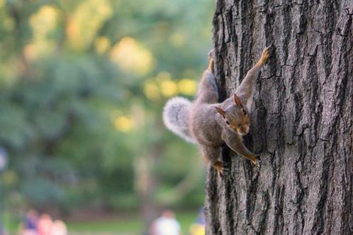 Apartamento Borov Park 3