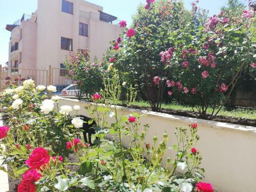 Apartments Shterevi