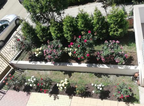 Apartments Shterevi