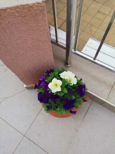 Apartments Shterevi