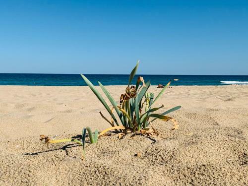 Apartamento Studios Dune In Green Life Beach Resort