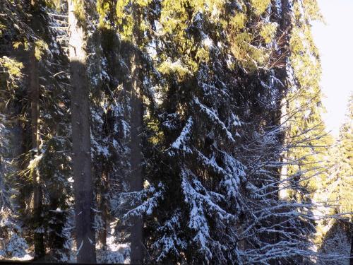 Apartamento Forest Place 1
