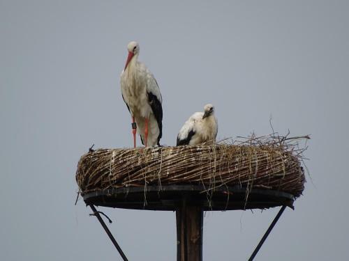 Roer, Huisje Aan De Maas