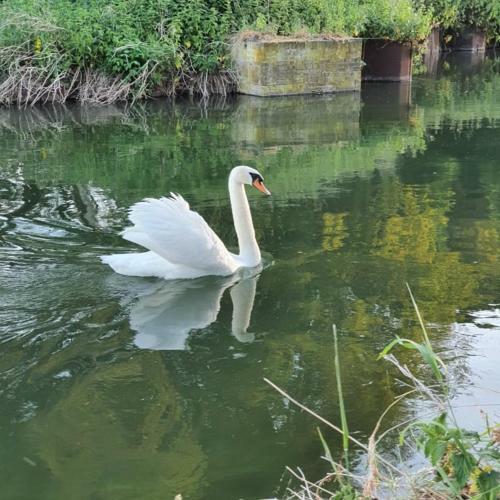 Bed & Breakfast De Vliegende Vlinder