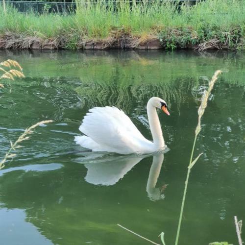 Bed & Breakfast De Vliegende Vlinder