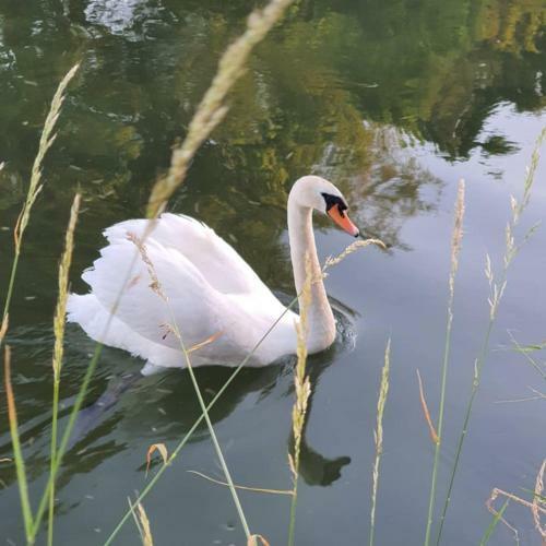 Bed & Breakfast De Vliegende Vlinder