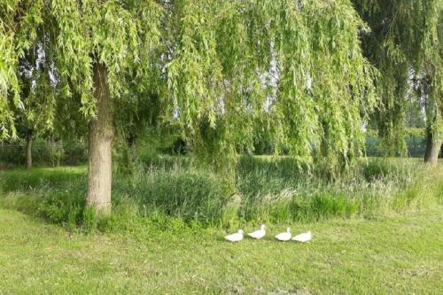 Vakantiewoning Goedgelegen Mb01
