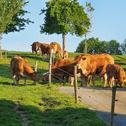 Luxe B&B Vroelen-noorbeek