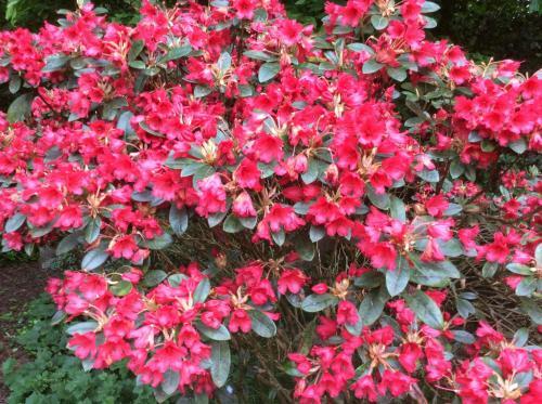 Bed & Breakfast Villa Laurelin, Lothorien