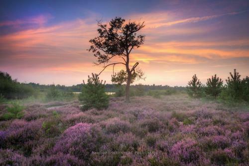 Natuurhuisje Oisterwijk