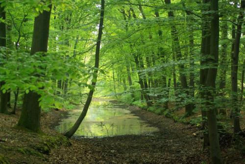 Vakantiehuis Eekhoorn Nunspeet Veluwe