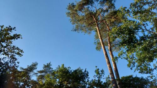 't Edelhert