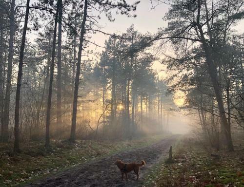 Het Natuurhuisje Op De Veluwe