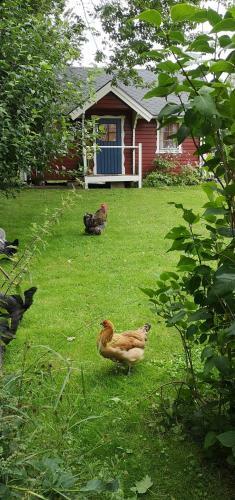 Lill Hagahus, S�der�sens Nationalpark
