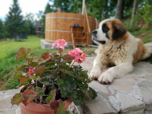 Bed & Breakfast La Vulturi