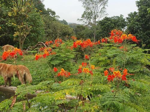 Lodge Finca Jard�n Del Agua