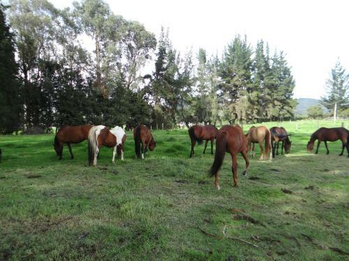 Bed & Breakfast La Isabela Estancia Ecuestre